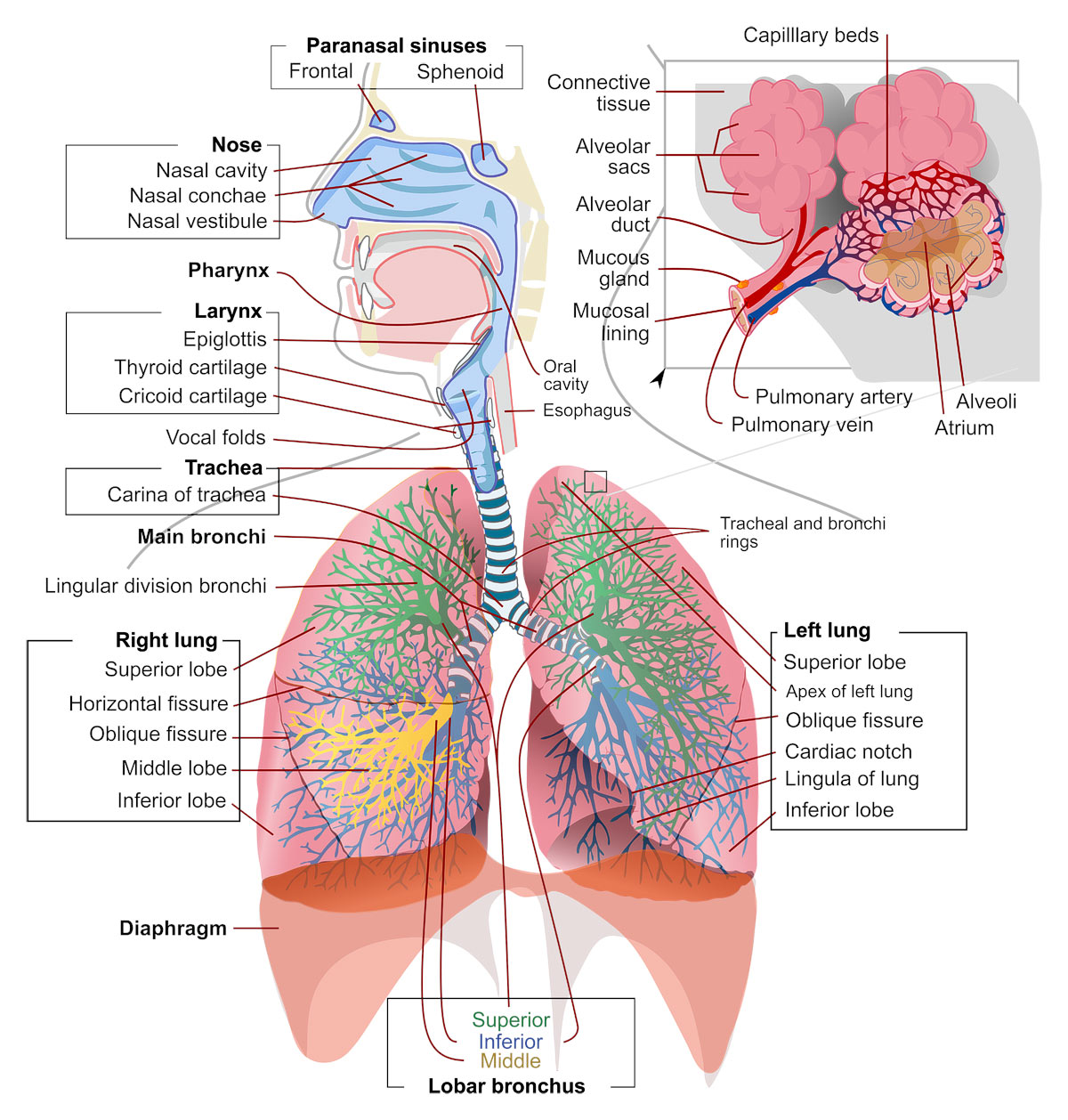 The respiratory system consists of the airways, the lungs, and the respiratory muscles that mediate the movement of air into and out of the body.